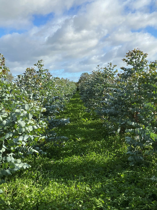 Grown in Lusk, Loved in Every Bouquet: The Story of Our Irish Eucalyptus