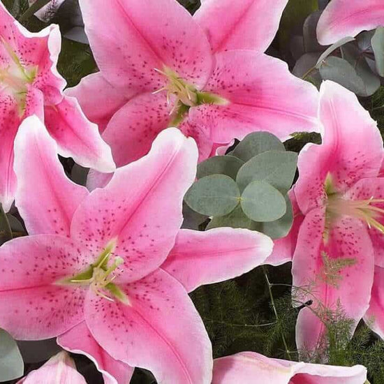 Lily Casket Spray Pink 1