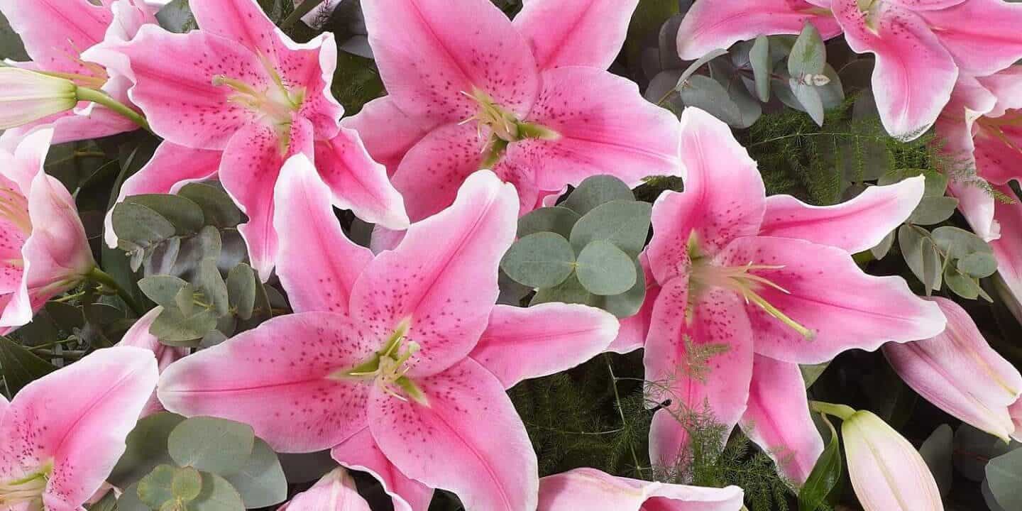 Lily Casket Spray Pink 1