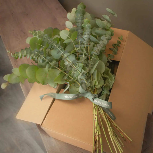 Scented Irish Eucalyptus