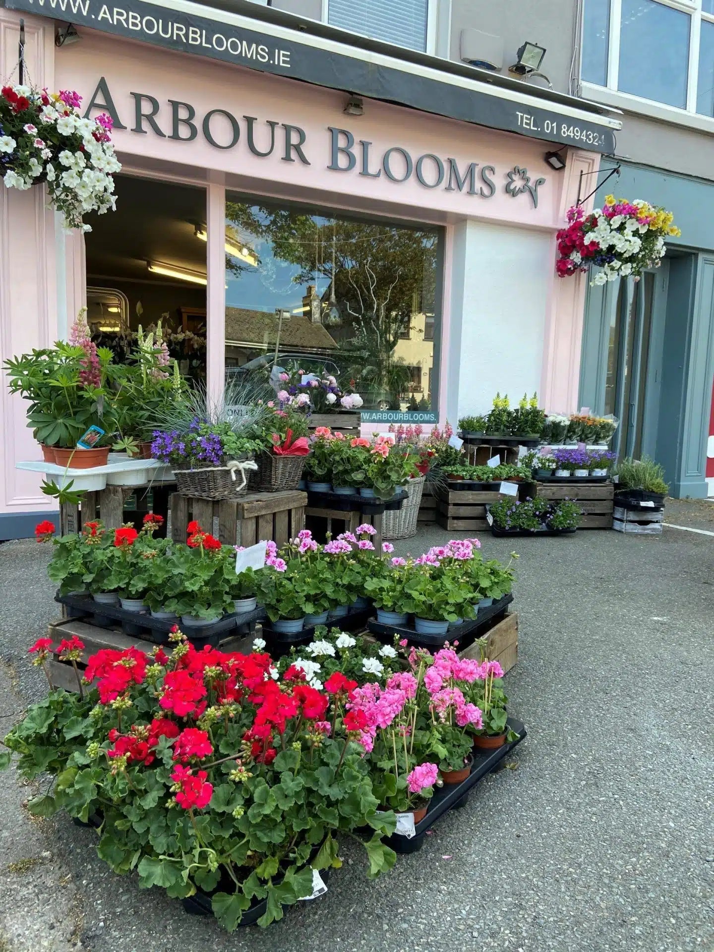 arbourbloomsireland