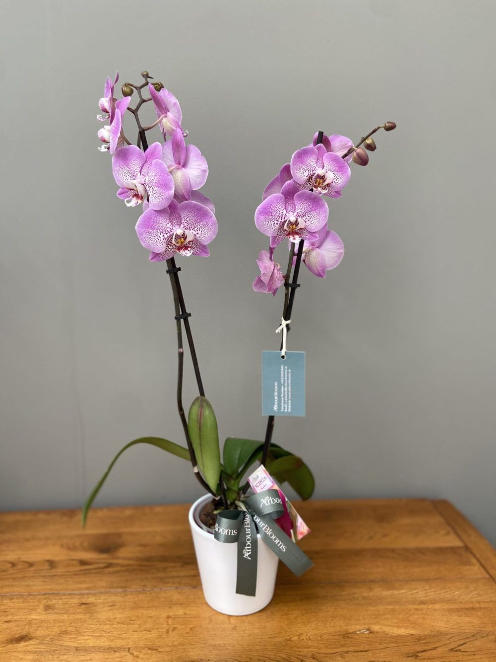 phalaenopsis orchid plant